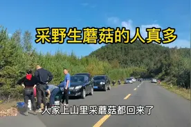 东北林区最赚钱的季节，都跑山上采蘑菇去了，一个美女最多赚1500视频封面