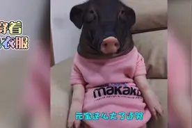 成精的猪：全网最聪明的猪，能听懂主人说话，还会伸爪比耶视频封面