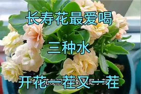 长寿花最爱喝三种水，根壮叶绿，开花一茬又一茬！视频封面