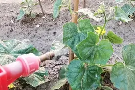 种黄瓜喷食醋能提高产量20%-30%，啥时候喷效果好，一起了解下视频封面