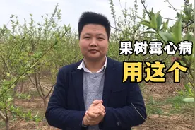 果树霉心病怎么办？看这个方法！视频封面