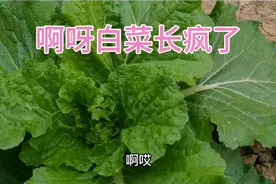 大叔种白菜真有一套，只用一招，白菜生长旺盛视频封面