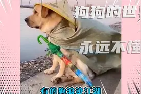一群狗半夜围攻一辆汽车撕咬：原因太搞笑竟是车主压倒狗的尾巴了视频封面