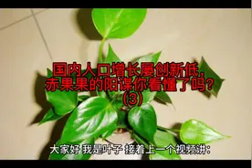 国内人口增长屡创新低，赤果果的阳谋你看懂了吗？（3）视频封面