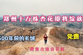 郑州最美春光，十万株杏花即将绽放，还能免费攀登战国时期魏长城视频封面