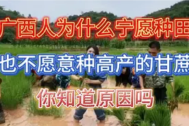 2022年在广西种甘蔗水稻，都有200元补贴！你愿意种甘蔗还是水稻视频封面