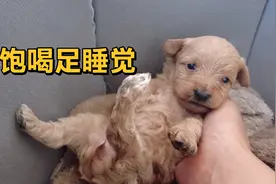 泰迪和土狗的串串长啥样？家里的小奶狗长大了，看看他们更像谁呢视频封面