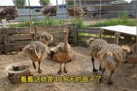 农村小伙分享养殖经验，40多天小鸵鸟都这么大了，有什么秘诀吗？视频封面
