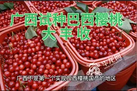 10元3斤？广西试种巴西樱桃大丰收，榴莲试种要加油视频封面