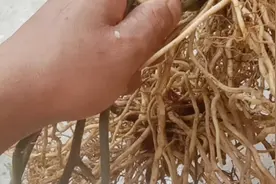 腰肌劳损，强筋健骨，舒筋活血，煲骨头煲猪脚视频封面