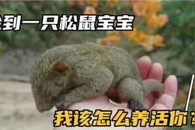 在竹林边捡到一只好小的松鼠宝宝，我该怎么做才能养活它？好可爱视频封面