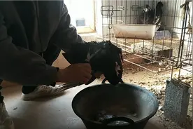 教你如何帮圆环鸽剪屁股毛，剪完鸽子精气神充足，开始求偶的节奏