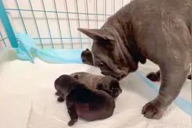 法斗“元宝”特别喜欢狗宝宝，但又不敢多看，这是为什么？