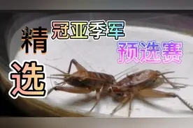 精选，两广民间斗蟋蟀冠亚季预选赛视频封面