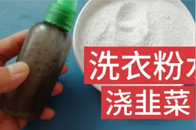 洗衣粉水妙处真多，用来浇韭菜，我也是刚知道视频封面