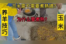 养羊技巧—玉米需不需要煮熟后喂羊？煮熟与不煮熟有什么区别？视频封面