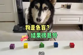 狗是色盲？经过训练后，能简单的识别颜色吗？网友：不可思议啊！视频封面