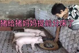 小猪掐奶分圈之前要提前开始吃开口料，提前顺食可以预防应激反应视频封面