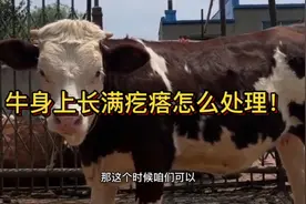 牛身上长满疙瘩是什么原因！应该怎么治疗！听听小王怎么说！视频封面