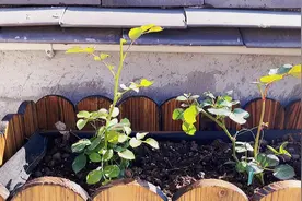 刚栽下月季小苗 缓苗期还没过出现叶片打焉 枯叶严重 急救方法