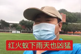 红火蚁繁殖很太快了药粉消灭干净视频封面