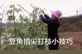 豆角该打枝掐尖了，什么时候掐尖好？方法用对产量翻倍