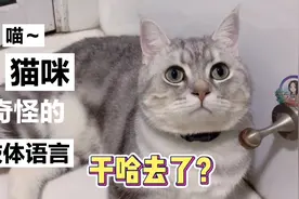 猫咪肢体语言二～夹尾巴是请求帮助；叫老吴是惊恐，理解错了麻烦视频封面