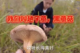 比臻蘑口感还好的黑蘑菇，很多很多采到拿不动视频封面