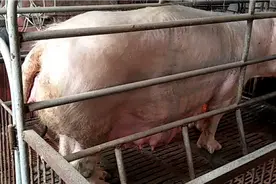 这头母猪肚子那么大就生了八头小猪还大小不匀可能太老的原因吧视频封面