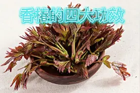 香椿所具有的四大功效，你知道吗？视频封面