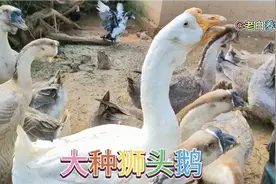 这样品种的大种狮头鹅，大家还会挑剔吗？视频封面