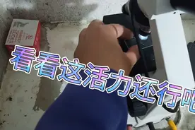 猪的人工授精，采精，输精简单的一个大致过程！视频封面