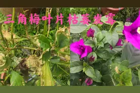春天的三角梅，叶片枯黄发霉是什么原因呢？肯定是这两点没做好视频封面