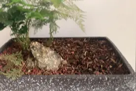 花盆种的枇杷籽竟然冒出小芽了，结果子的日子指日可待