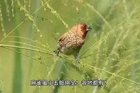 麻雀的药用功能视频封面