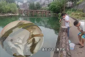 景区还能钓鱼 ，石斑鱼直接游到岸边，看起来好过瘾 ！视频封面