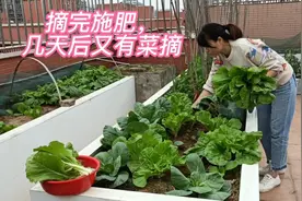 楼顶种菜真好，7棵青菜摘一大筐，摘完马上施肥，青菜长得快又嫩