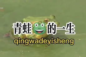 青蛙🐸成长记:从蝌蚪到成年，青蛙经历的九死一生