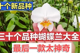 30个品种蝴蝶兰大全。发现10个新品种哦！最后一款够特别和惊艳视频封面