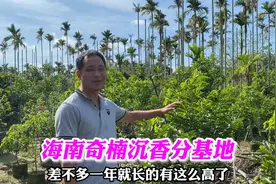 海南奇楠沉香种植分基地，样板树还没打孔就开始结香了！视频封面