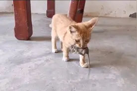 两个月大的中华狸花猫居然会抓老鼠！视频封面