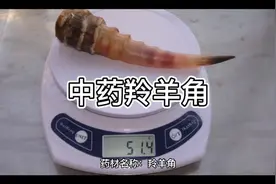 中药羚羊角的作用与功效。性味归经。@西瓜知识 @中医传承—邵视频封面
