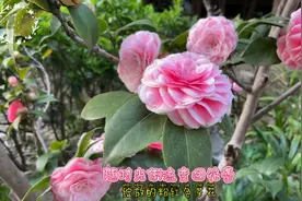 花朵随时光倒流变回花蕾（小仙子的故事-花仙子05）视频封面