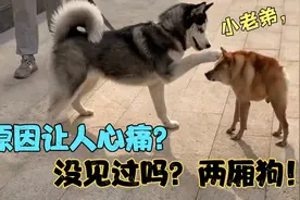 金刚：两厢虽短，五脏俱全！网友称这狗太搞笑了，原因让人心痛！视频封面