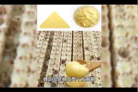 什么是蜂王浆冻干粉，作用与功效如何？视频封面