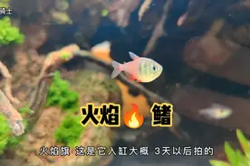 10种好看的小型热带鱼🐟后续来了；是不是每一种都特别喜欢呢..？视频封面