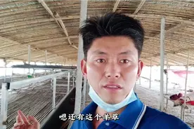 投资15万在家养羊可行吗 ？农村小伙养50只羊， 听听他咋说视频封面