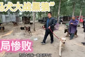 150斤的黑狼大战80斤马犬，不料被马犬咬到大动脉，耳朵血流不止视频封面
