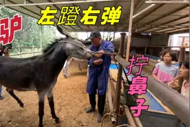 黑驴踢人一脚防不胜防，拧着鼻子还不甘心，左蹬右弹不配合修蹄！视频封面