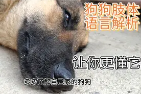 狗狗也想和主人交流，只是不会说话而已，教你看懂6大肢体语言